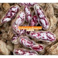 ราคา เมล็ดพันธุ์ ถั่วลิสงลายเสือพราน 15 เมล็ด (9820613122)