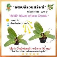 ราคา [ต้นไม้จิ๋ว] ต้นเศรษฐีรวยทรัพย์ ต้นฟอร์มใบสวย แพ๊คอย่างดี นิยมปลูก เสริมบารมี บ้านเรือน ส่งพร้อมกระถาง 3 นิ้ว (15272007950)