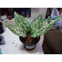 ราคา ต้น มรดกโลก อโกนีม่า ไม้แรร์ไอเทม (11766725595)