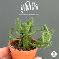 ราคา ยูโฟเบีย Euphorbia Submammillaris แคคตัส กระบองเพชร cactus&succulent (7092274389)