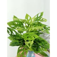 ราคา พลูฉลุอินโดด่าง#พลูฉลุด่าง (24705688273)