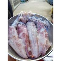 ราคา ปลาหมึกกล้วยไข่ไซต์XL (10361175436)