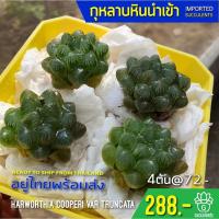 ราคา New Arrival สินค้าใหม่ พึ่งนำเข้า Haworthia Cooperi var. Trancata Succulents 2U กุหลาบหินนำเข้า ไม้อวบน้ำ (6455091344)
