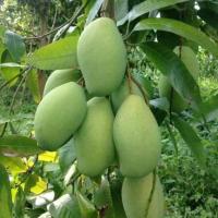 ราคา มะม่วงแก้วขมิ้นผลดิบ (24270792940)