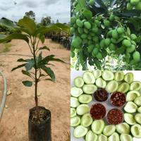 ราคา ต้นมะม่วงเบาใต้ มะม่วงเบา (24545861455)