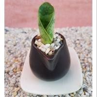 ราคา ต้นไม้ฟอกอากาศ ต้นคลีบปลาวาฬ(ไซส์มินิ) พร้อมกระถางเซรามิค (3130249403)