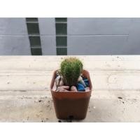 ราคา ต้นกระบองเพชร ดาวล้อมเดือน (87483422)