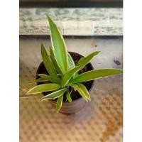 ราคา ต้นเศรษฐีเรือนนอก ไม้ประดับ (17006939035)