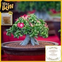 ราคา ชวนชมเขา​แกะ​ดอกดก (ต้นจริงในภาพ)​⭐⭐⭐⭐⭐ (8115594033)