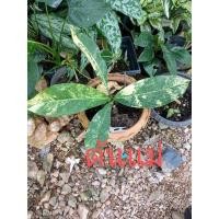 ราคา ต้นเศรษฐีวิลสันด่างเหลือง (12375363229)