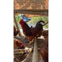 ราคา ไข่เชื้อ ไข่เชื้อไก่ไข่โร๊ดไอส์แลนด์เรด ไข่เชื้อไก่ไข่ โรดแดง 10แถม3 (22362582321)