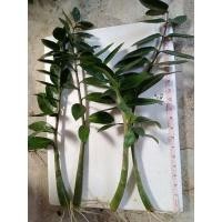 ราคา ต้นกวักมรกต ต้นไม้มงคล ต้นไม้ฟอกอากาศ สายมูเตรู(ขายเป็นต้น ต้นละ49 บาท) (21624043412)