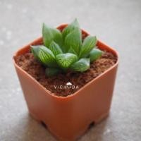 ราคา Haworthia / ฮาโวเทีย (852077996)