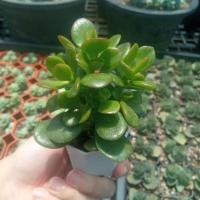 ราคา ต้นคลาสซูล่าใบเงิน ไม้มงคลเรียกทรัพย์ (10335528961)