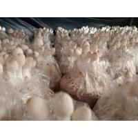 ราคา ก้อนเชื้อเห็ดโคนน้อย ชุด 18 ก้อน แถมคู่มือการดูแล มีสต็อกพร้อมส่ง (4943089940)