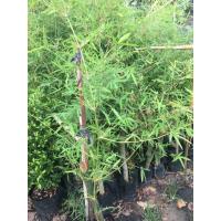 ราคา ไผ่กิมซุง ไผ่ตงลืมแล้งรับประกันสายพันธุ์รากเดินเต็มปลูกติดแน่นอน หน่อดก ราคาดี ออกทั้งปี (7901047354)