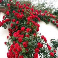 ราคา เมล็ดพันธุ์ กุหลาบเลื้อย กุหลาบ สีแดง 200 เมล็ด Red Rose Seed เมล็ดพันธุ์แ (8689509685)