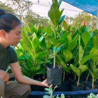 ราคา ต้นจิกทะเล ตกแต่งให้ร่มเงา (28162908300)