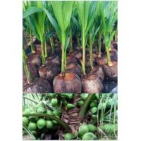 ราคา ขาย ต้นพันธุ์มะพร้าวน้ำหอม ต้นเตี้ยลูกดกตูดจีบ ขนาดพร้อมลงปลูก ราคาถูก (2309480180)