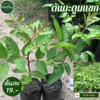 ราคา ต้นมะตูมซาอุ หรือมะตูมแขก (27218864323)