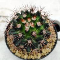 ราคา แมมหนามพิกุล​ ไม้เมล็ด (5329412715)