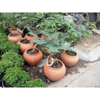 ราคา มะขามบอนไซขนาดกระถาง6-8นิ้้ว (23671325789)