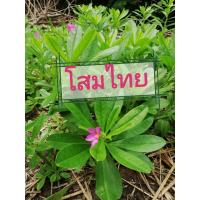 ราคา โสมไทย​/โสมคน.. ถอนต้นสด.ชุดละ​ 1​ กิโล (18092971933)