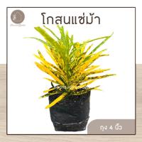 ราคา ต้นโกสน แซ่ม้า ต้นไม้ประดับ ไม้แดด ถุง 4 นิ้ว (สั่งขั้นต่ำ 4 ต้นคละได้ค่ะ) (20281014470)