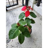 ราคา *ต้นดอนญ่า ดอกสีแดงติดดอกกระถาง 8 นิ้ว (จัดส่ง1-2วัน) (16239963284)