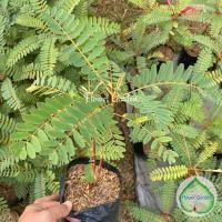 ราคา F375 แคนา ต้นแคบ้าน ทนแล้ง ปลูกง่าย แบบถุงต้นแข็งแรงพร้อมส่ง (11704054248)