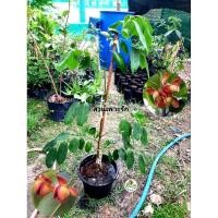 ราคา ต้นลำดวนแดง ลำดวนแดง ลำดวน (25591021085)