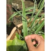 ราคา ต้นไผ่เงิน ต้นไผ่แมว ​ปลูกให้สัตว์เลี้ยงทานได้ ไม้มงคล เสริมสิริมงคลด้านโชคลาภ ขายเป็นกิ่งสำหรับปักชำไม่มีราก (11752671187)