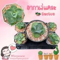 ราคา อากาเว่แคระ Agave isthmensis Ohi Raijin variegata แคคตัส กระบองเพชร ไม้อวบน้ำ cactus (40669355657)