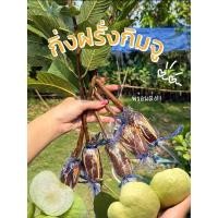 ราคา กิ่งฝรั่งกิมจู เกรดAพันธุ์แท้100% รากเต็มทุกกิ่ง กิ่ง สั่งขั้นต่ำ 3 กิ่ (26735266566)