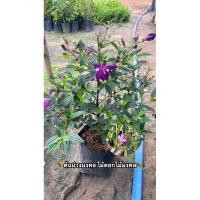 ราคา ต้นม่วงมงคล ไม้ดอกไม้มงคล (40851019431)