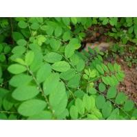 ราคา ลูกใต้ใบ ต้นใต้ใบ หรือ หญ้าใต้ใบ สดพร้อมปลูก มีแถมทุกออเดอร์ (25107630687)