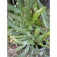 ราคา เฟิร์นฮาวาย ไม้ประดับ ฟอกอากาศ และ สมุนไพรรักษาโรค (55802857208)