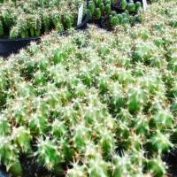 ราคา เฟโร เล็บเหยี่ยว ตอเฟอโร แคคตัส (13841270498)