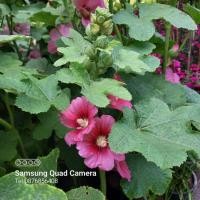 ราคา ต้นฮอลลี่ฮ็อค,Holly hock (20241314432)