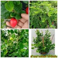 ราคา (ขาย ต้นพันธุ์) ต้น มะม่วงหาวมะนาวโห่ พันธุ์ หวาน ญี่ปุ่น ญี่ปุ่น มะม่วงหาวมะนาวโห่ มะนาวโห่ ต้นมะนาวโห่ เบนซ์ (13314423197)