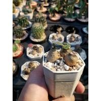 ราคา ยูโฟเบีย มะพร้าวทะเลทราย^ ^cactus, แคคตัส ,กระบองเพชร (1512569606)