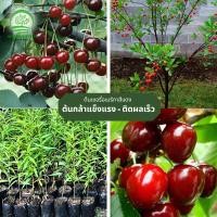 ราคา ต้นเชอรี่แดงอเมริกานำเข้ารุ่นใหม่ ต้นเชอรี่พันธุ์แท้ เหมาะกับอากาศเมืองไทย ต้นกล้าแข็งแรง พร้อมปลูก ป้องกันศัตรูพืช (23417791654)
