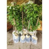 ราคา ต้นพวงแสด ต้นขนาด1เมตร (26975471466)