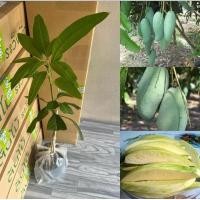 ราคา ต้นมะม่วงเขียวเสวย 1ต้น (26300167793)