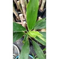 ราคา ต้นพันธุ์ หมากผู้หมากเมีย สีเขียว ถุงดำพร้อมปลูก 29 บาท หมากปู๊ ไม้มงคล (26664437203)