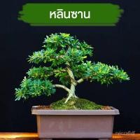 ราคา เมล็ด เมล็ด หลินซาน (ม่วงเจริญ) กระถาง 6 บอนไซ เพาะไม้แคระ เพาะไม้จิ๋ว เพรมน่าไต้หวัน เพรมน่าใต้หวัน ห (21479012147)
