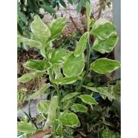 ราคา กวักเงิน​ ไม้มงคล ไม้ประดับ (5055425523)