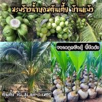 ราคา มะพร้าวน้ำหอม บ้านแพ้ว พันธุ์เตี้ย ลูกพันธุ์แท้ 100% ปลูกง่ายโตไว 2-3 ปีติดลูก (25717401358)