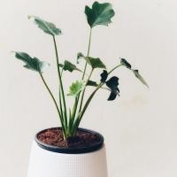 ราคา ฟิโลเดนดรอน ซานาดู (Philodendron Xanadu) ฟอกอากาศได้ ส่งทั้งกระถาง6 นิ้ว (7270788066)