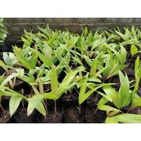 ราคา ต้นกล้าสละอินโด เพาะเมล็ด (11540504890)